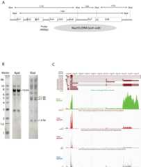 Figure 3—figure supplement 1.