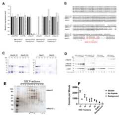 Figure 4—figure supplement 1.