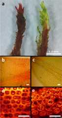 Fig. 2