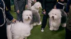 Der perfekte Dogwalk - Andres Kudacki / Getty Images