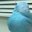 budgerigars_budgies budgerigars_budgies
