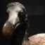 flightless-bird-dodo1681 flightless-bird-dodo1681