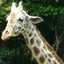 giraffe-htn giraffe-htn