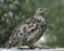 ptarmiganscops ptarmiganscops