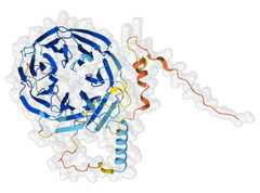 Computed structure model of cortex protein. Well-predicted portions are in blue and poorly-predicted portions are in orange.