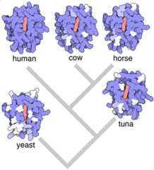 Evolution of cytochrome c. Variations in the protein from different organisms are compared to the human form, with small, conservative changes in light blue and larger changes in white.