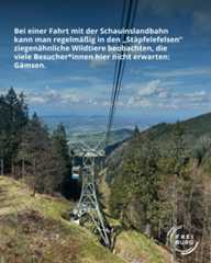 Dieser Alternativtext wurde KI-generiert: Eine Seilbahn fährt über eine bewaldete Berglandschaft mit Blick auf eine Stadt. Im Bild ist ein Text zu sehen, der darauf hinweist, dass man hier Wildtiere beobachten kann.