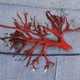 A blood-clot cast of the right bronchial tree
