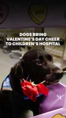 Dogs bring Valentine’s Day cheer to children’s hospital