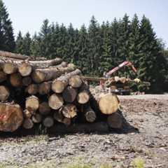 Il rischio di frattura al Parlamento Ue sulla legge sulla deforestazione