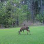 Safe Handling of Wild Game Meats