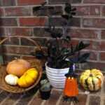 Spooky Houseplants: How to Use Halloween-Themed Indoor Plants for Fall Décor