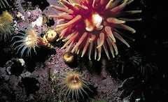 Sea Anemones