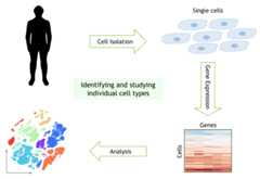 Schematic showing a matrix of gene activity across single cells, which is analyzed to produce a 2-D visualization showing clusters of similar cells.