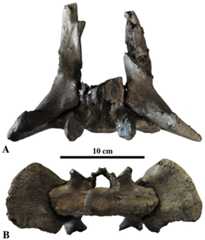 Pelvis of Prophoca rousseaui.