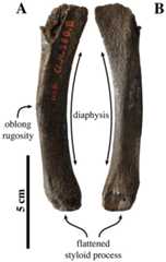Ulna of Leptophoca proxima.