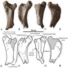 Humerus of Prophoca rousseaui.