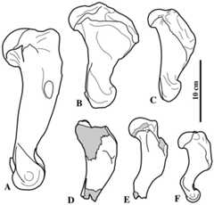 Deltopectoral crest variation in pinnipeds.