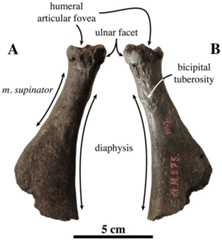 Radius of Prophoca rousseaui.