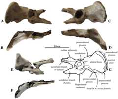 Innominate of Prophoca rousseaui.
