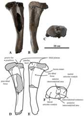 Tibia of Prophoca rousseaui.
