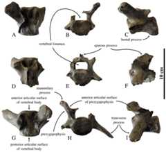 Lumbar vertebrae of Prophoca rousseaui.