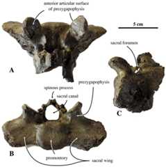 Sacrum of Prophoca rousseaui.