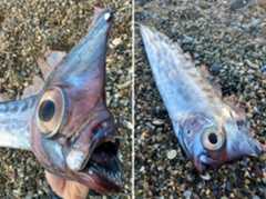 Un rarissimo pesce liocorno ritrovato sulla costa di Milazzo: verrà esposto al Museo del Mare