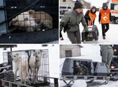 Trentino, sequestrati 35 cani in stato di abbandono e malnutriti: «Erano destinati al traino delle slitte»