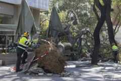 Un árbol caído en la zona alta de Barcelona este jueves.