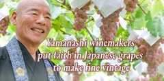 Yamanashi winemakers put faith in Japanese grapes to make fine vintage