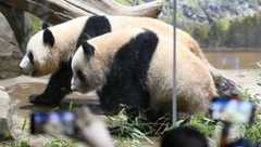 Japan to go panda-less as Ueno zoo pair set for China return in January