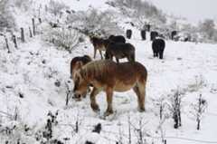 Caballos en la nieve en la cordillera Cantábrica