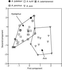 Fig. 7. Principal component analysis of the Axis and Hyelaphu subgenera in relation to one fossil specimen of A. lydekkeri.