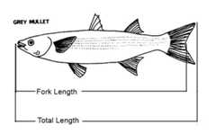Fork Length - Total Length