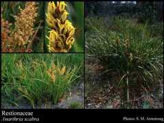 Photograph of Restionaceae R.Br. Image