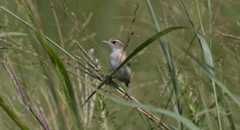 50673840827_095303effd_o