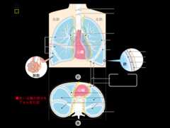 図1 肺の構造の図