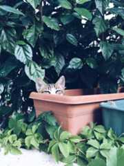 cat sleeping in a a flower pot