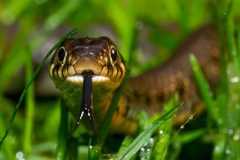 Ananke werd vaak voorgesteld als een slangachtig wezen