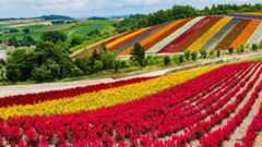 Colorful scenery of the flower garden at Shikisai-no-oka, Biei, Hokkaido, Japan
