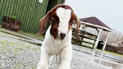 A baby goat is walking towards the camera on a farm. It has brown markings and is otherwise white. It has been a wet day, with large puddles and a small shelter behind it.
