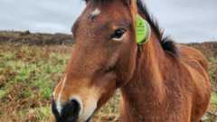 The picture shows a Dartmoor pony standing in a grassy, bracken-covered area, likely moorland. The pony has a brown coat with a lighter muzzle and a small white marking on its forehead. Around its neck, there is a green GPS tracking collar. The background is natural and open, with cloudy skies overhead, suggesting a cool or overcast day.