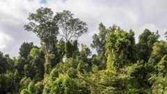 Aerial view of tropical rainforest in Australia