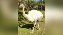 A white-feathered rhea, a flightless bird, standing in a field.