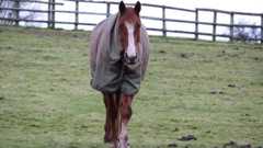 A brown-coloured horse with a white stripe down its muzzle, looks straight into the camera. It is wearing a green coloured coat over its body and stands in a green field with a wooden fence behind.