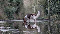 A brown and white spaniel dog is standing side on in a huge puddle on a path. It is looking down into the water as if sniffing the surface and has its long haired tail standing upwards. The entirety of the dog's body is captured in a clear reflection in the water. The pathway is surrounded by browning trees and overgrown bushes. There is the lower part of a lamppost on the right which is also being reflected.