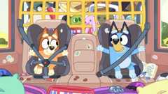 Bingo and Bluey sat in the back of the car.