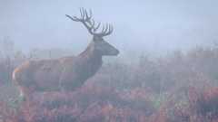 A profile shot of a deer with large antlers in a misty field among undergrowth.
