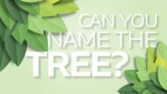 A graphic of some leaves with text reading Can you name the tree?